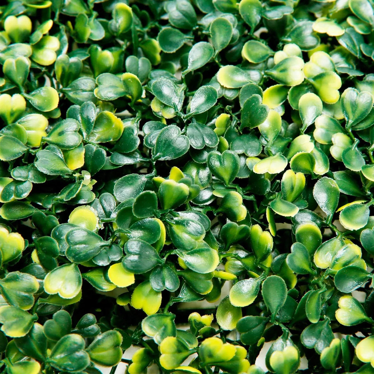 Green Matt , Chana matt - 2099