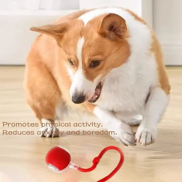 Smart Rolling LED Pet Ball – USB Charging, Motion-Activated for Indoor Play